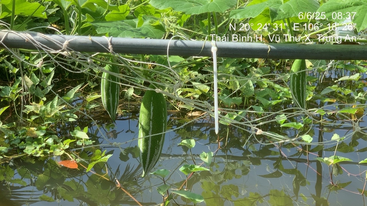 Lặc lè
